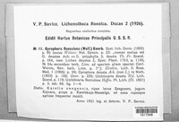 Umbilicaria deusta image